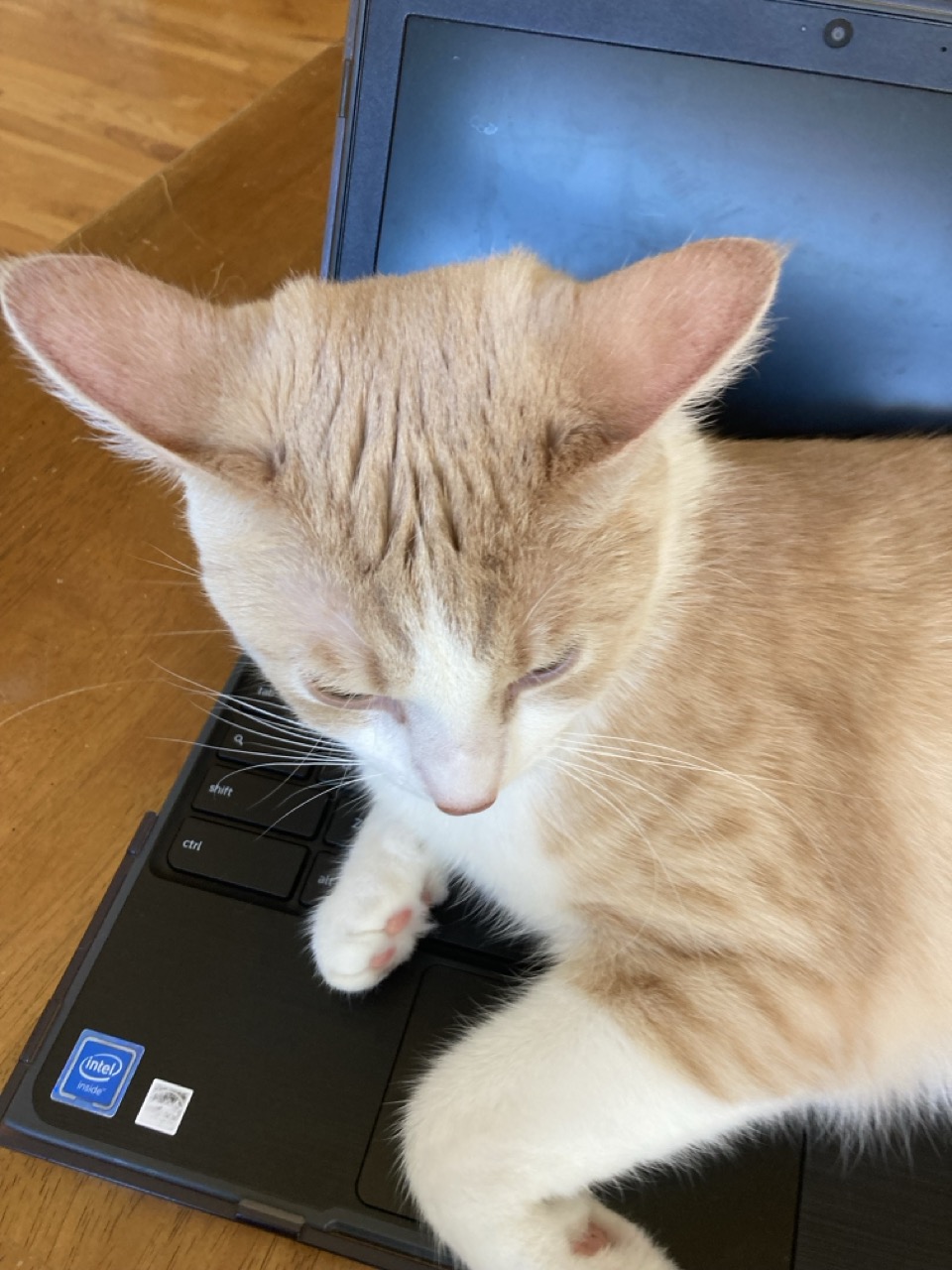 cat
